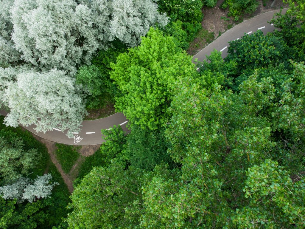 Road through the summer green forest, Aerial view